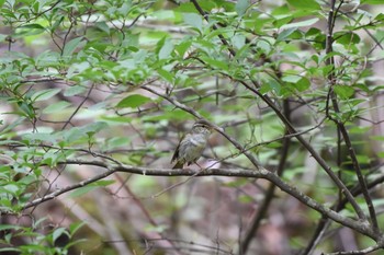 Eastern Crowned Warbler 大洞の水場 Fri, 6/9/2017