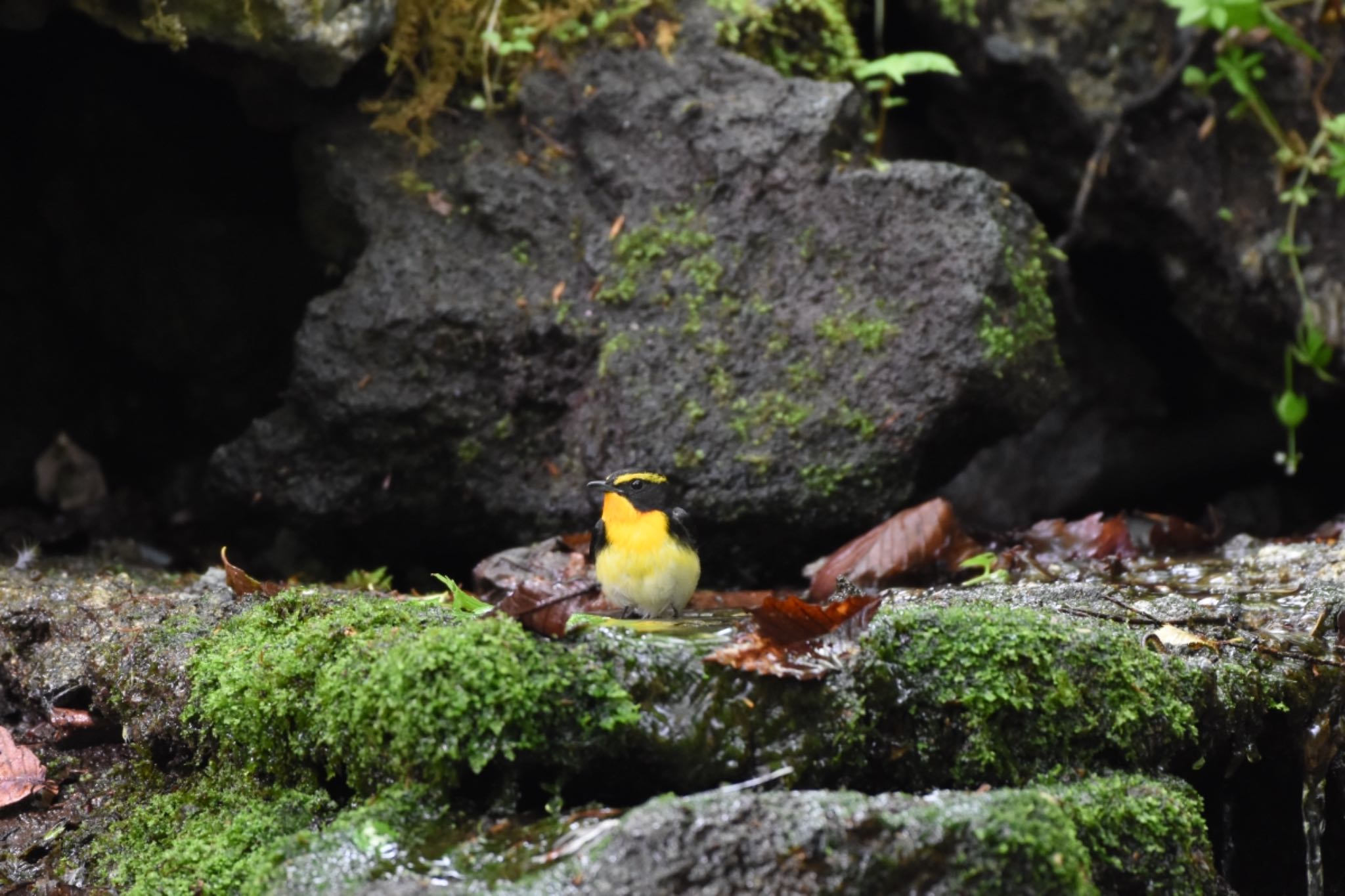 大洞の水場 キビタキの写真 by Hofstadter2303