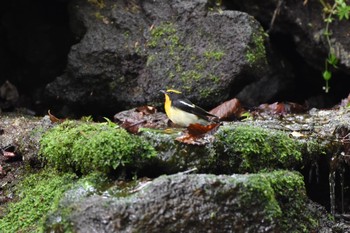 キビタキ 大洞の水場 2017年6月9日(金)