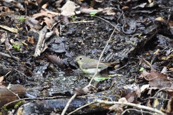 Narcissus Flycatcher 大洞の水場 Fri, 6/9/2017