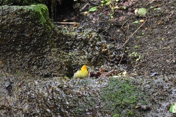 Narcissus Flycatcher 大洞の水場 Fri, 6/9/2017