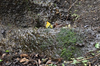 Narcissus Flycatcher 大洞の水場 Fri, 6/9/2017