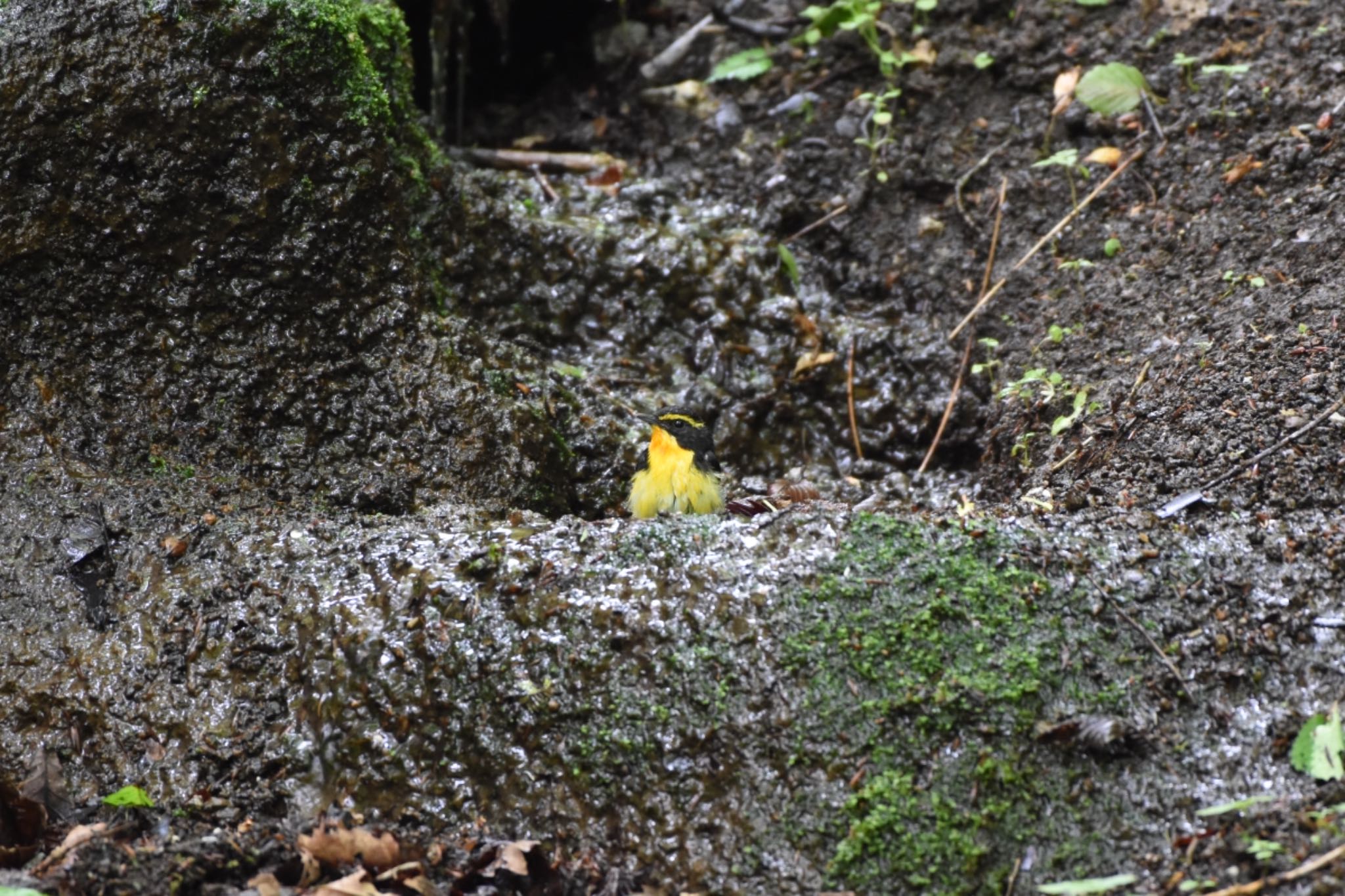 Photo of Narcissus Flycatcher at 大洞の水場 by Hofstadter2303