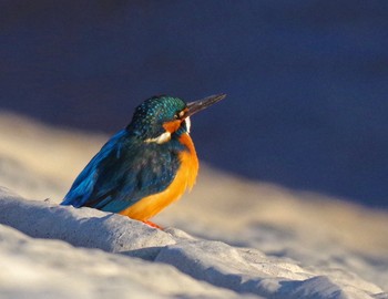 カワセミ 大栗川 2019年2月17日(日)