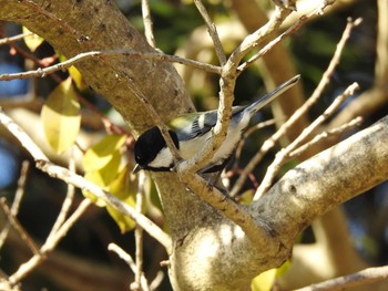 Japanese Tit 大池公園 Sat, 1/26/2019