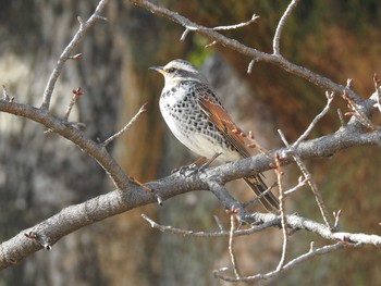 Dusky Thrush 大池公園 Sat, 1/26/2019