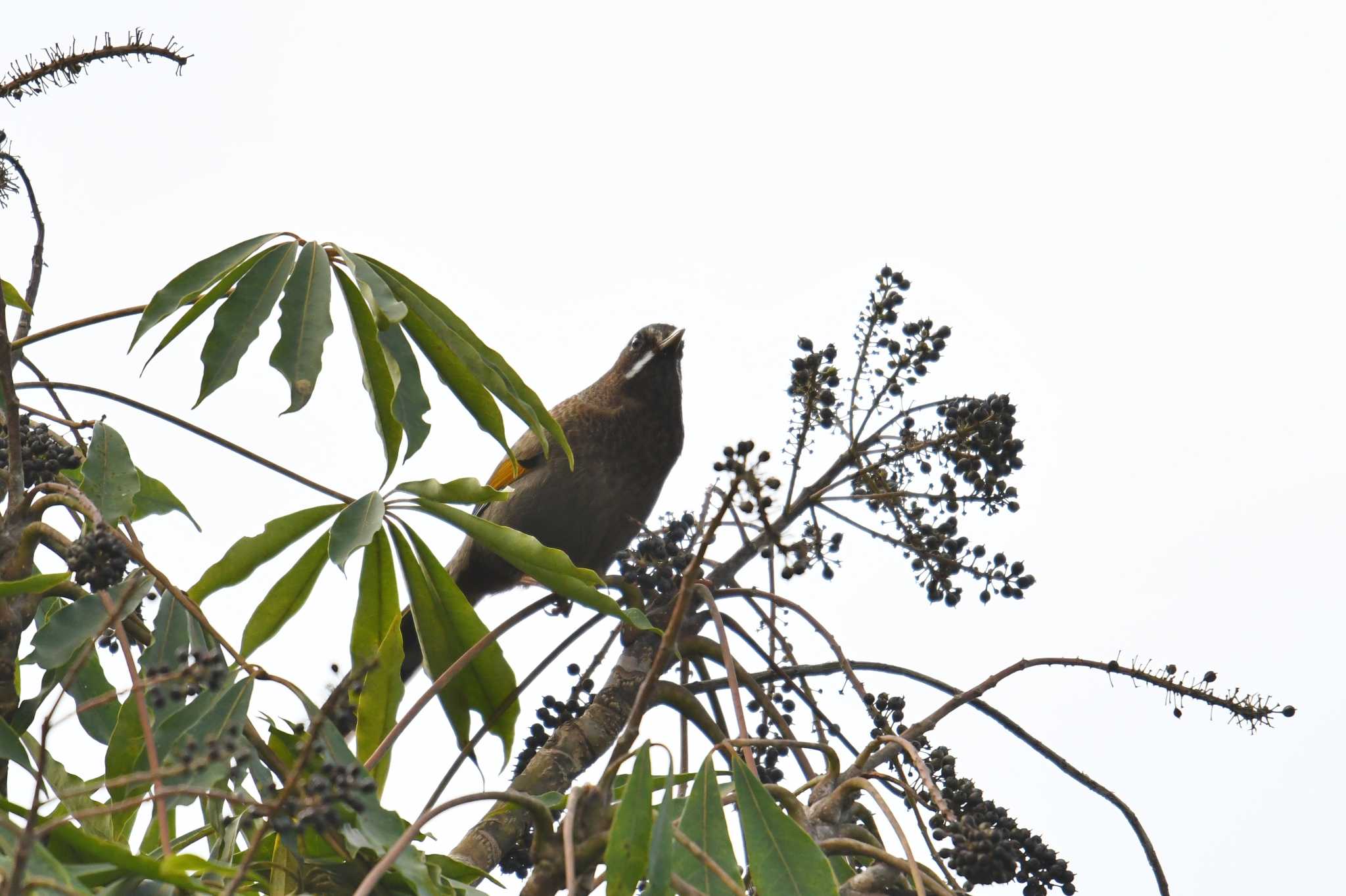 White-whiskered Laughingthrush