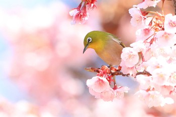 Wed, 2/20/2019 Birding report at Shinjuku Gyoen National Garden