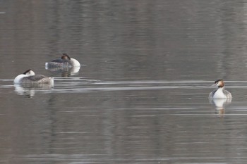 Great Crested Grebe 昆陽池 Wed, 2/20/2019