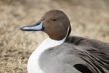 Northern Pintail 昆陽池 Wed, 2/20/2019