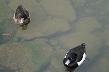 Tufted Duck 昆陽池 Wed, 2/20/2019