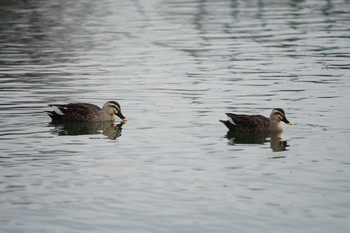 Eastern Spot-billed Duck 昆陽池 Wed, 2/20/2019