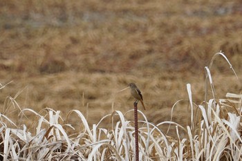 Daurian Redstart 昆陽池 Wed, 2/20/2019