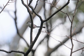 Long-tailed Tit 昆陽池 Wed, 2/20/2019