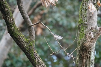 Long-tailed Tit 昆陽池 Wed, 2/20/2019