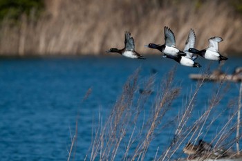 キンクロハジロ 山口県立きらら浜自然観察公園 2019年2月17日(日)