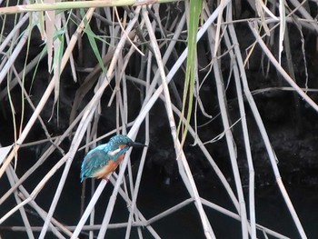 Common Kingfisher 伝宇川 Fri, 9/14/2018