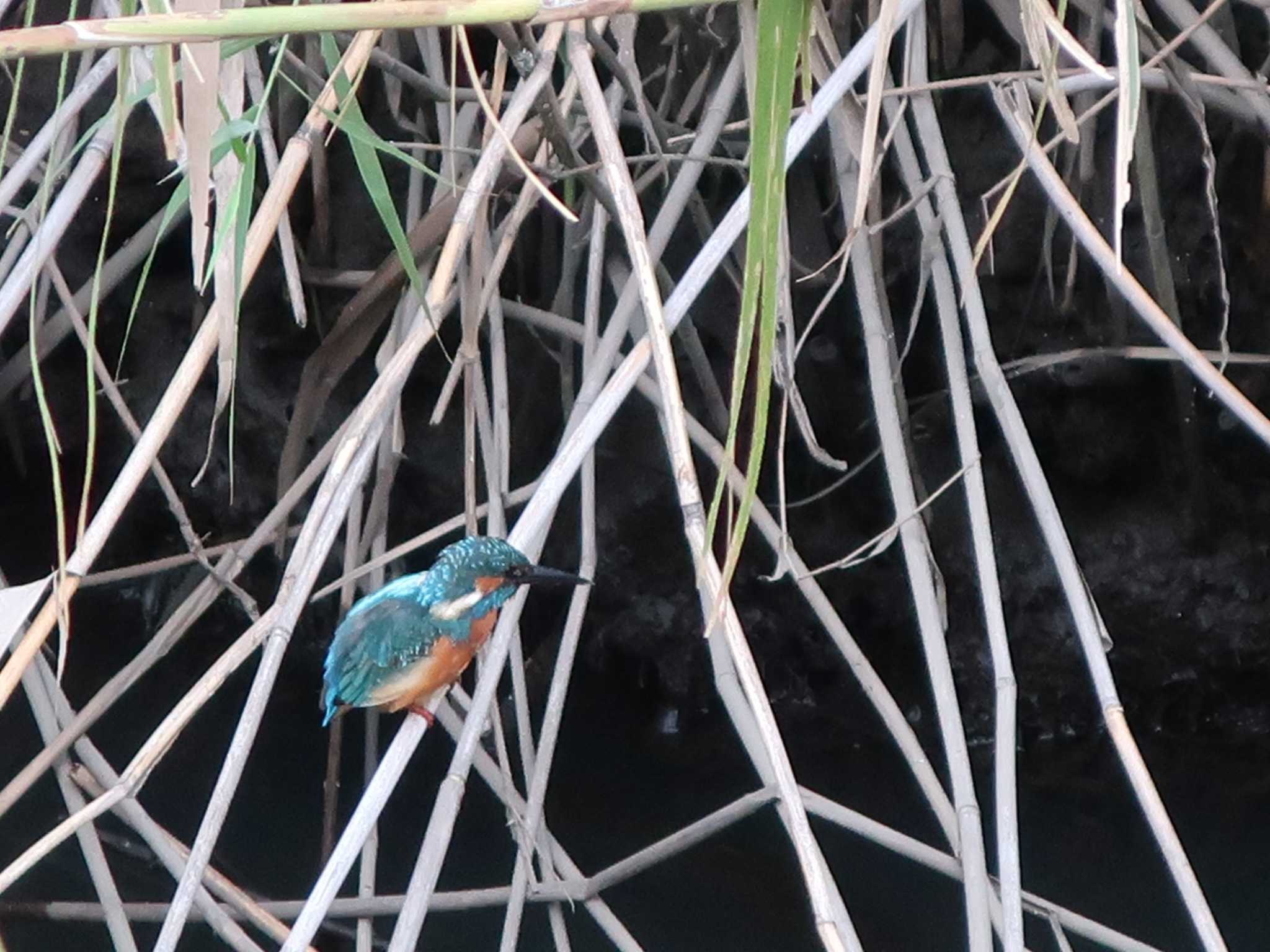 Photo of Common Kingfisher at 伝宇川 by どばと