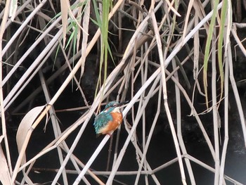 Common Kingfisher 伝宇川 Fri, 9/14/2018