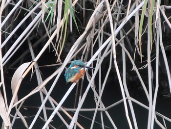 Common Kingfisher 伝宇川 Fri, 9/14/2018