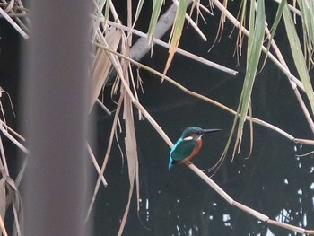 Common Kingfisher 伝宇川 Sat, 11/24/2018