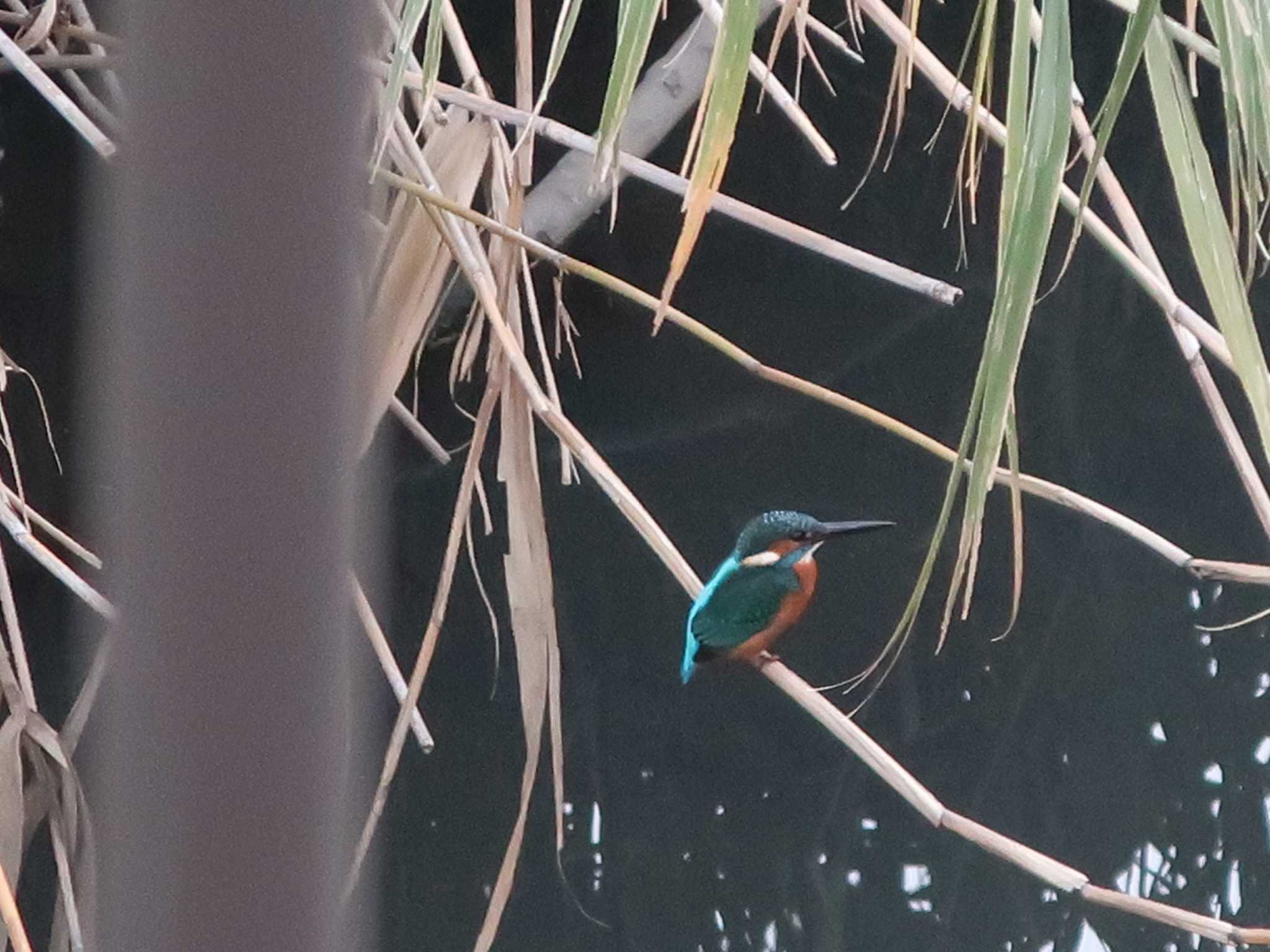 Photo of Common Kingfisher at 伝宇川 by どばと