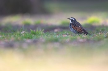 ツグミ 場所が不明 2019年2月20日(水)