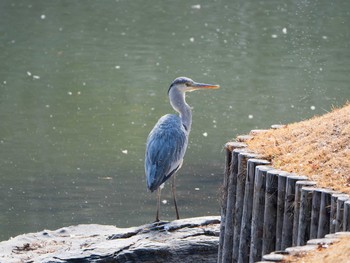 アオサギ 六義園 2019年2月16日(土)