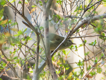 2019年2月16日(土) 六義園の野鳥観察記録