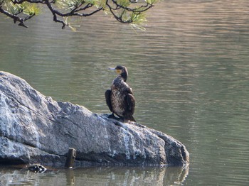 カワウ 六義園 2019年2月16日(土)