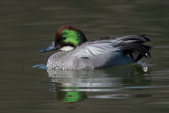 Falcated Duck