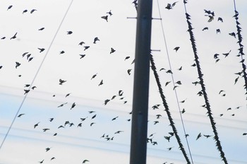 カワラヒワ 浮島ヶ原自然公園 2019年2月10日(日)