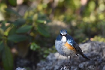 Red-flanked Bluetail Okuniwaso(Mt. Fuji) Sat, 6/10/2017