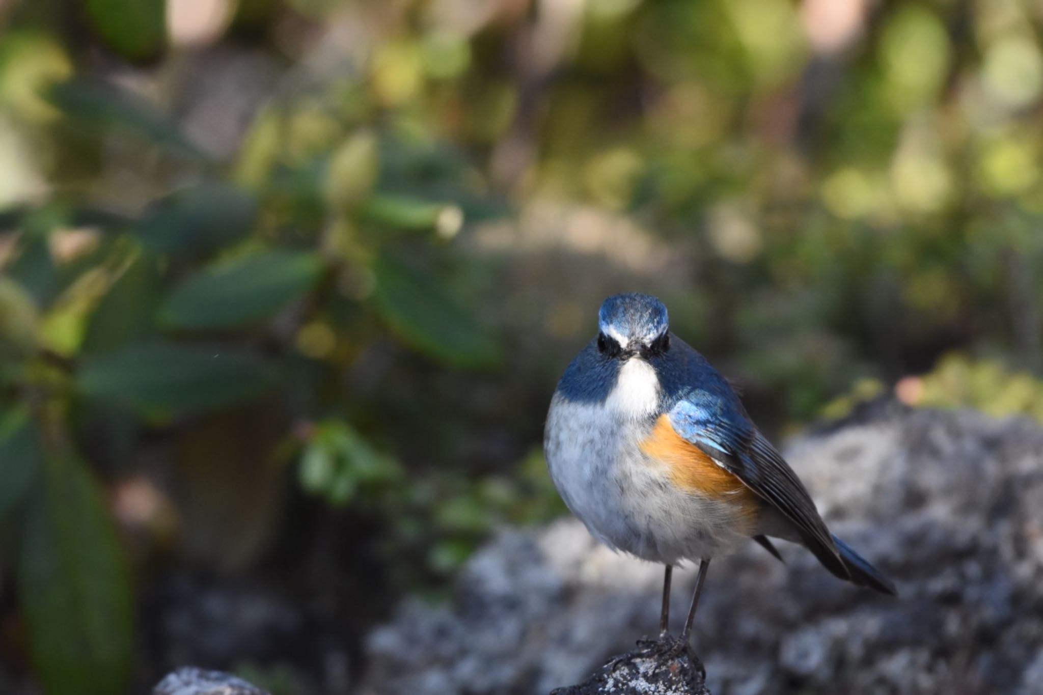 Photo of Red-flanked Bluetail at Okuniwaso(Mt. Fuji) by Hofstadter2303