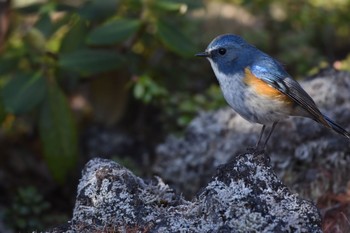 Red-flanked Bluetail Okuniwaso(Mt. Fuji) Sat, 6/10/2017