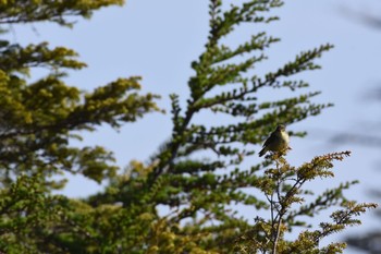 Eastern Crowned Warbler Okuniwaso(Mt. Fuji) Sat, 6/10/2017