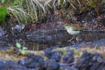 Eastern Crowned Warbler Okuniwaso(Mt. Fuji) Sat, 6/10/2017