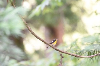 2017年6月22日(木) 福井市の野鳥観察記録