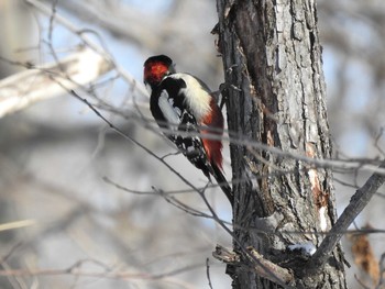 エゾアカゲラ 札幌市内 2019年2月21日(木)