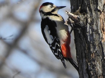 エゾアカゲラ 札幌市内 2019年2月21日(木)