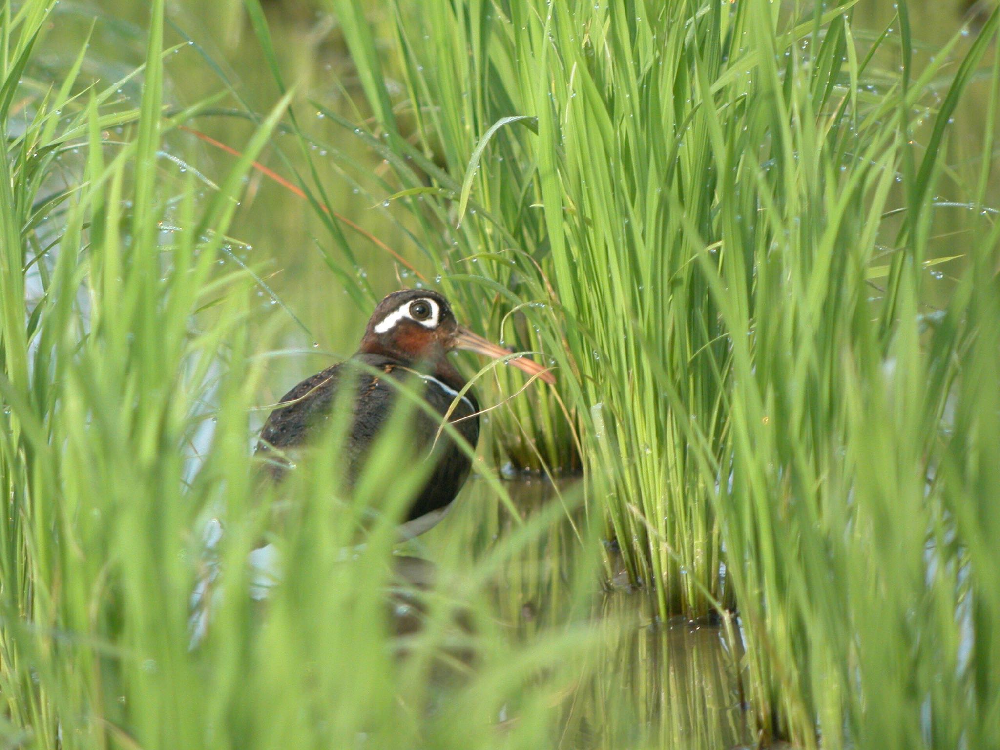 Photo of Greater Painted-snipe at Kunigamison by あやぱに