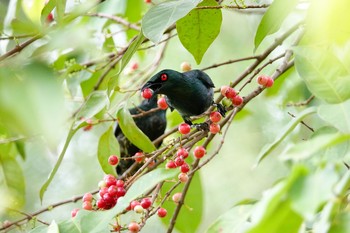 2019年1月28日(月) Chinese gardenの野鳥観察記録