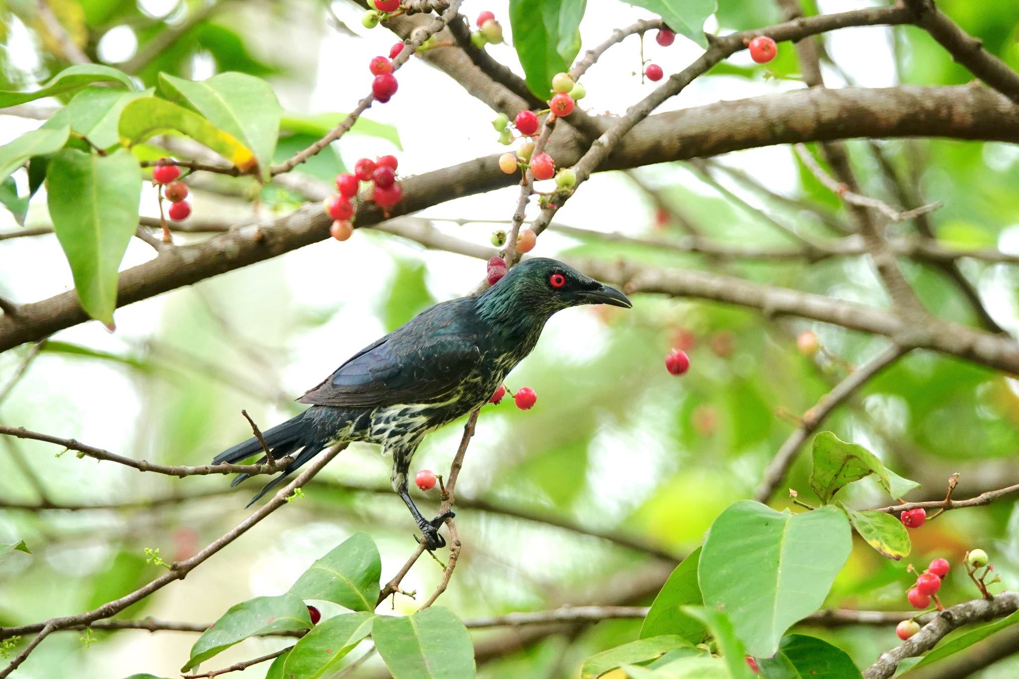 ミドリカラスモドキ