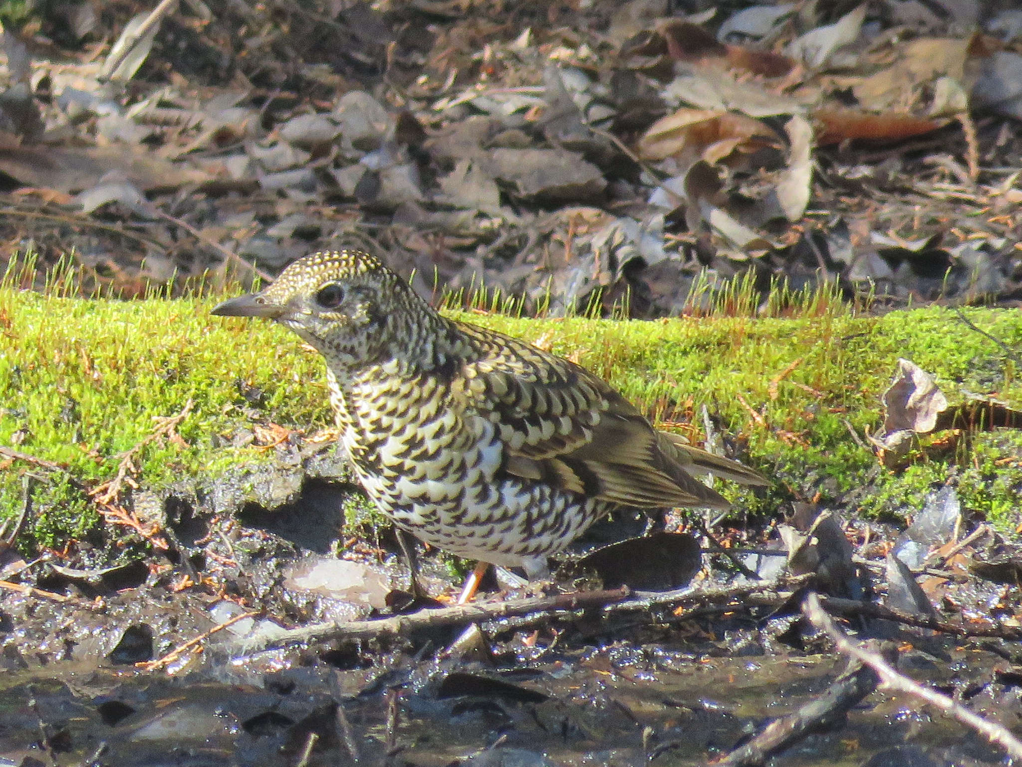 大麻生野鳥の森公園 トラツグミの写真 by Bo-zai