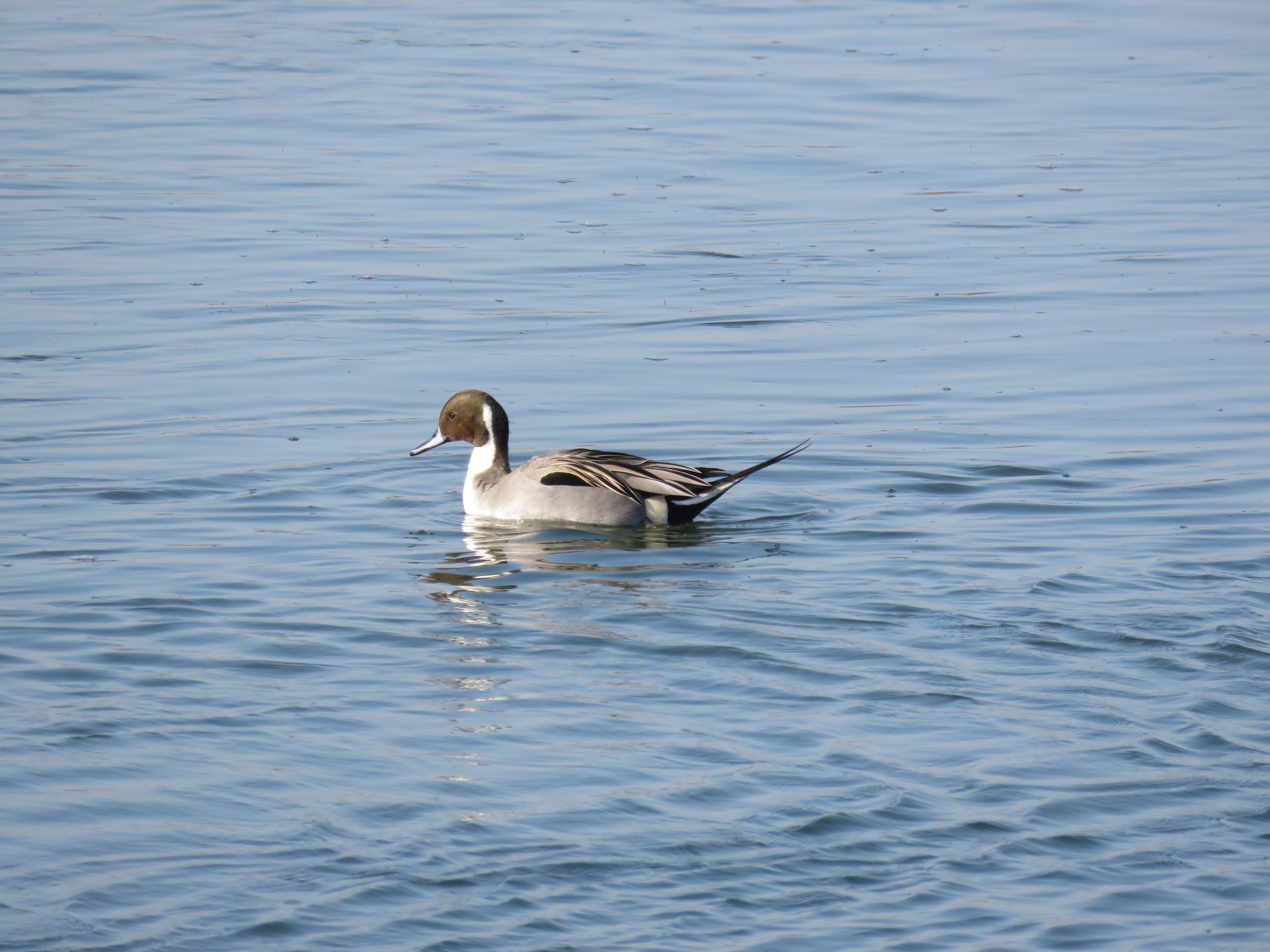 Photo of Northern Pintail at 荒川河川敷 by Bo-zai