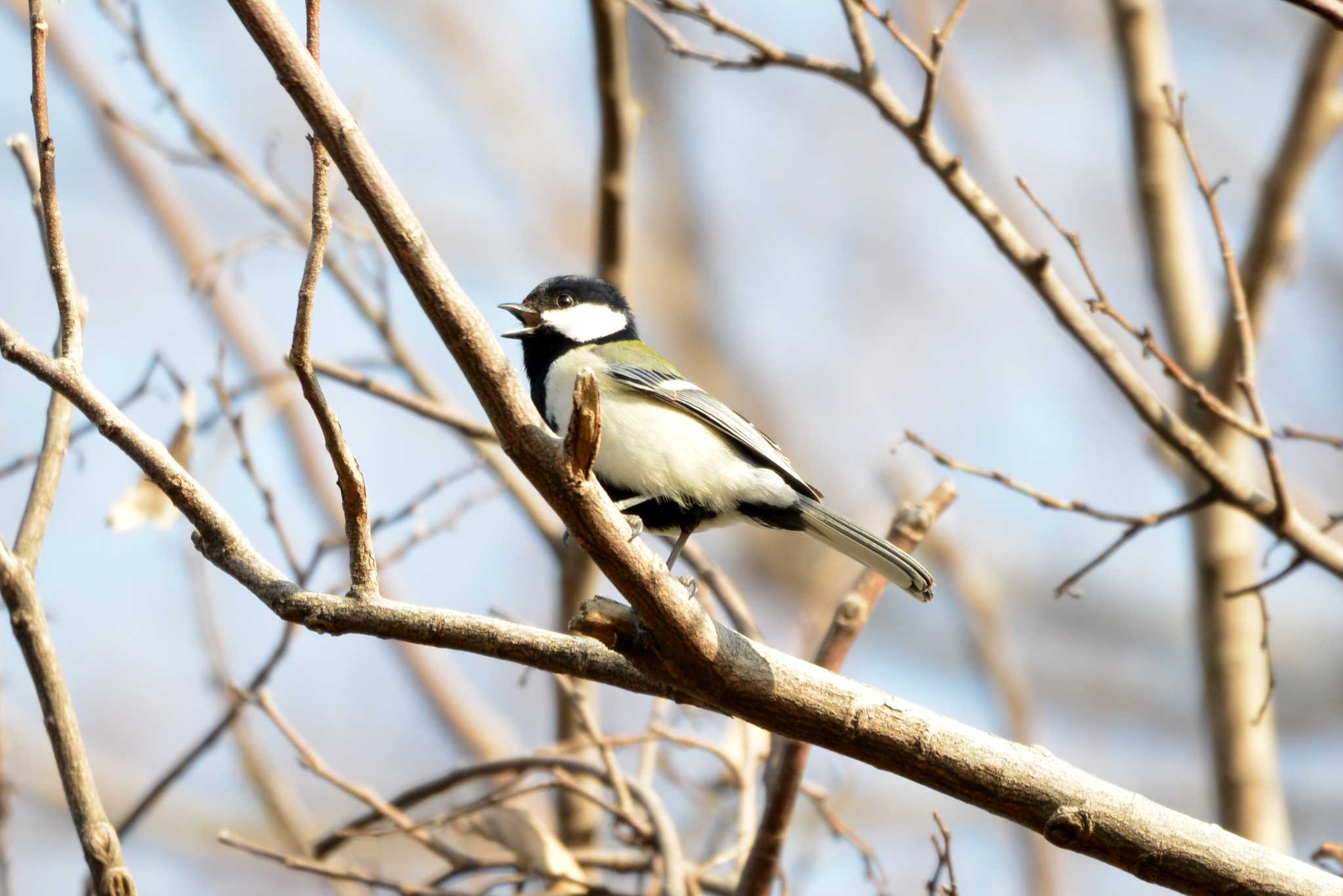 シジュウカラ