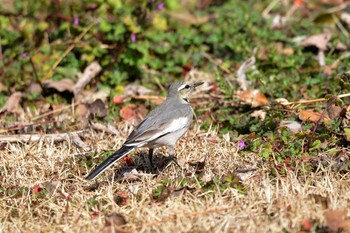 2019年2月21日(木) 加木屋緑地の野鳥観察記録