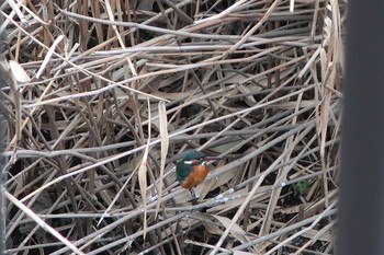 Common Kingfisher 伝宇川 Mon, 1/28/2019