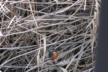 Common Kingfisher 伝宇川 Mon, 1/28/2019