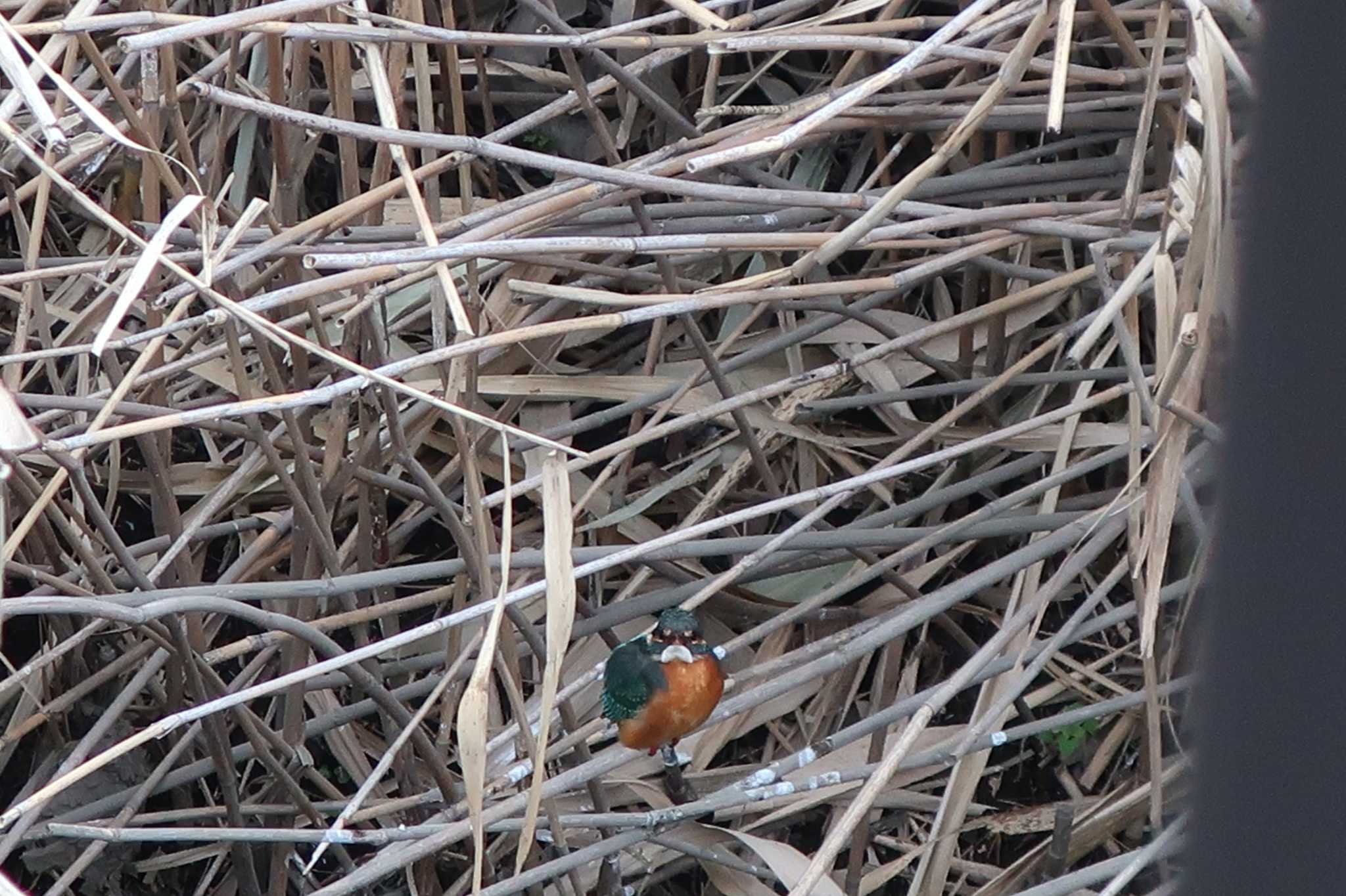 Photo of Common Kingfisher at 伝宇川 by どばと